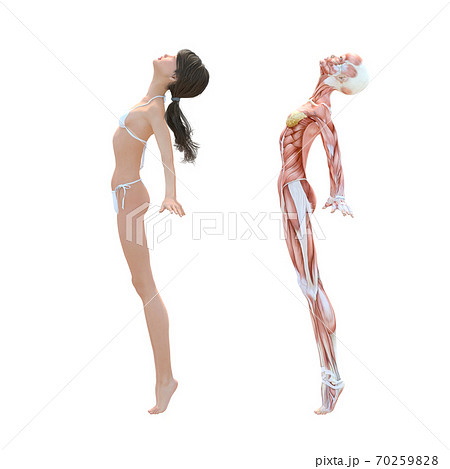女性 解剖 筋肉 Perming3dcg イラスト素材のイラスト素材