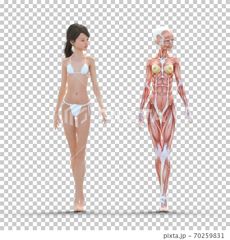 女性 解剖 筋肉 perming3DCG イラスト素材 女性 解剖 筋肉 perming3DCG イラスト素材 70259831
