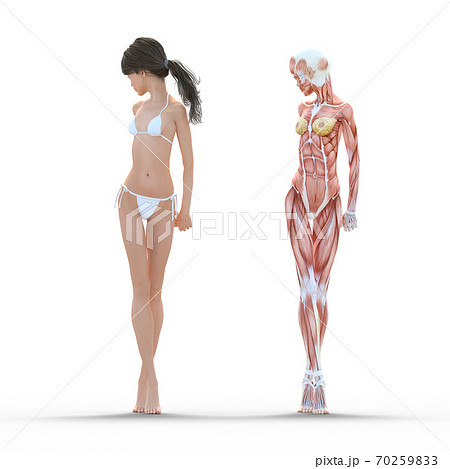 A 3D illustration of a female body showcasing - Stock Illustration  [103871801] - PIXTA