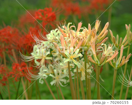 ヒガンバナ(リコリス) ヒガンバナ(リコリス) 70260155