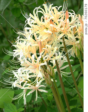 ヒガンバナ(リコリス) 70260179