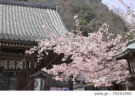 虚空蔵法輪寺 さくら 虚空蔵法輪寺 さくら 70261060