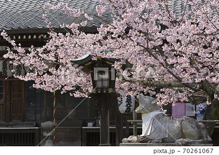虚空蔵法輪寺　さくら 70261067