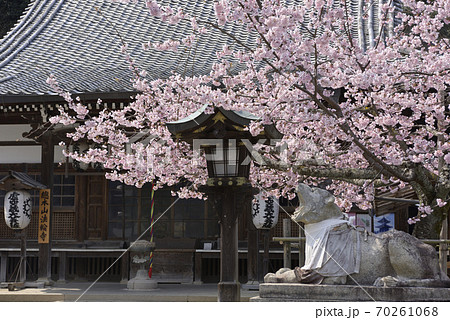 虚空蔵法輪寺 さくら 虚空蔵法輪寺 さくら 70261068