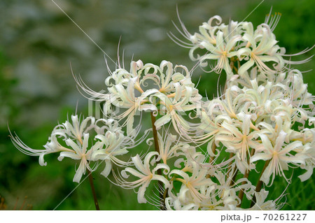 ヒガンバナ(ホワイト) ヒガンバナ(ホワイト) 70261227