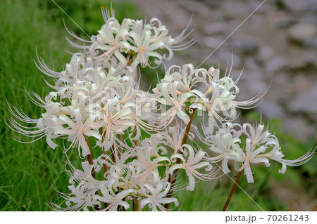 ヒガンバナ(ホワイト) ヒガンバナ(ホワイト) 70261243