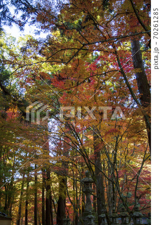 三原佛通寺参道の鮮やかな紅葉 三原佛通寺参道の鮮やかな紅葉 70261285