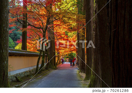 三原佛通の並木と土塀が続く参道の紅葉 三原佛通の並木と土塀が続く参道の紅葉 70261286