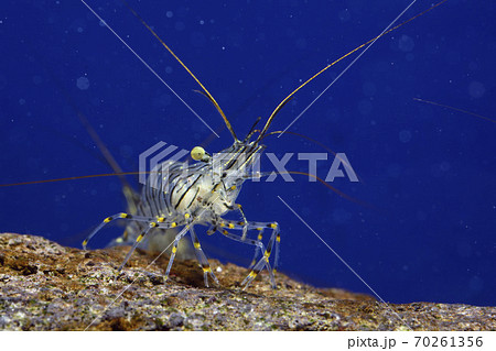 エビ　イソスジエビ　えび　スジエビ 70261356