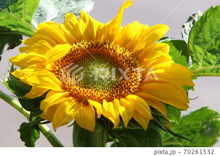 Field of blooming sunflowers on a background of blue sky Field of blooming sunflowers on a background of blue sky 70261532