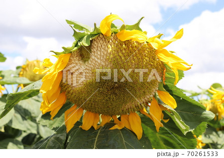 Field of blooming sunflowers on a background of blue sky Field of blooming sunflowers on a background of blue sky 70261533