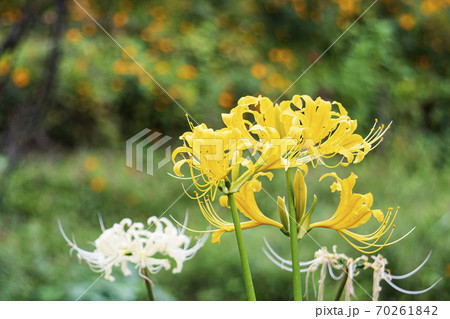 ショウキズイセン／珍しい黄色いヒガンバナ 70261842