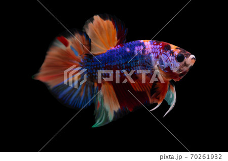 multicolor betta fish