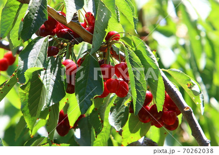 Ripe and sweet cherries hang on tree branches in a city park in northern Israel. Hot summer in Israel Ripe and sweet cherries hang on tree branches in a city park in northern Israel. Hot summer in Israel 70262038