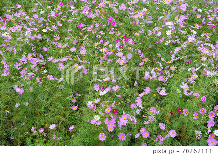 コスモス畑・秋イメージ 70262111
