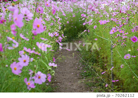 コスモス畑・秋イメージ 70262112