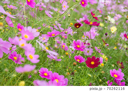 コスモス畑・秋イメージ 70262116