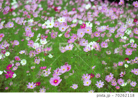 コスモス畑・秋イメージ 70262118