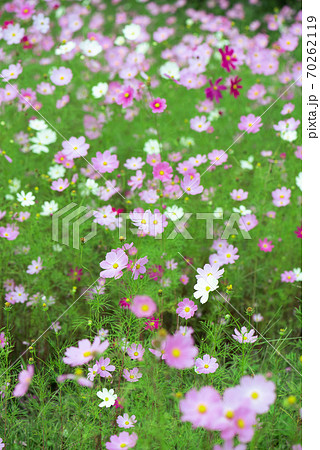 コスモス畑・秋イメージ 70262119