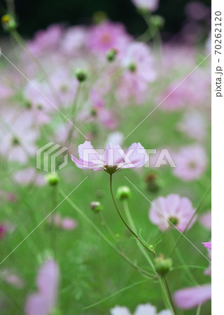コスモス畑・秋イメージ 70262120