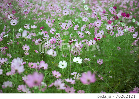 コスモス畑・秋イメージ 70262121