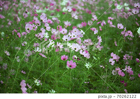 コスモス畑・秋イメージ 70262122