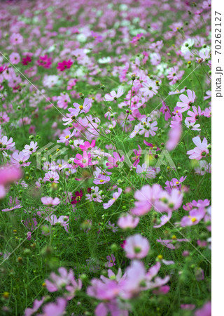 コスモス畑・秋イメージ 70262127