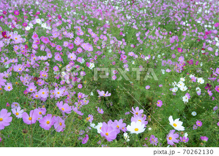 コスモス畑・秋イメージ 70262130
