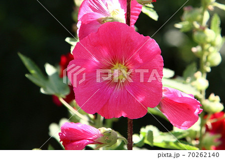 mallow blooms in summer on a background of green grass	 70262140