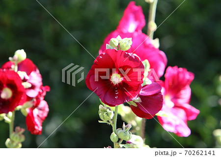 mallow blooms in summer on a background of green grass mallow blooms in summer on a background of green grass 70262141