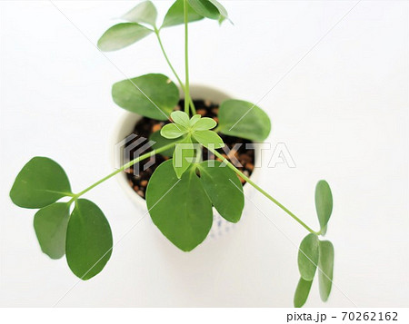ホンコンカポック 観葉植物の写真素材