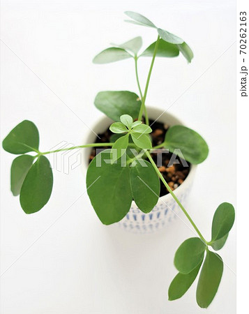 ホンコンカポック 観葉植物 ホンコンカポック 観葉植物 70262163