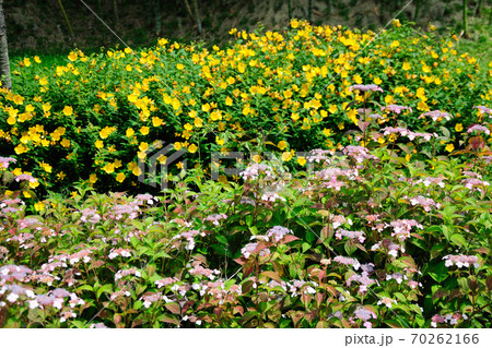 於大公園の花 於大公園の花 70262166