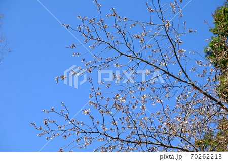 サクラと青空 【相模原市津久井 4月】 サクラと青空 【相模原市津久井 4月】 70262213