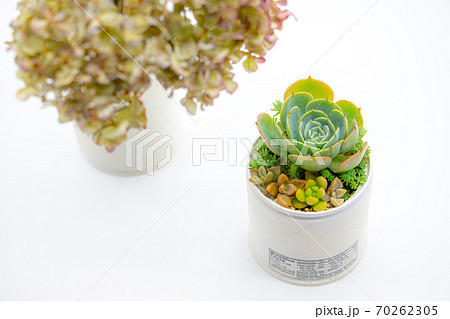 多肉植物のリメイク缶寄せ植えと紫陽花のドライフラワー ハンドメイドのリメカンと七福神の写真素材 [70262305] - PIXTA