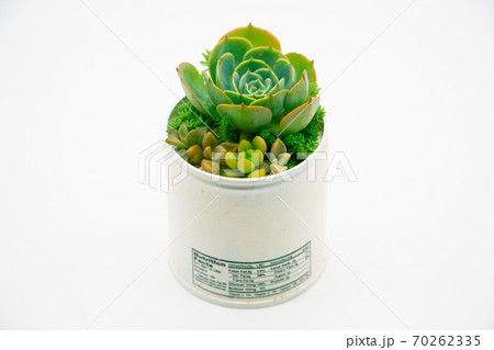 多肉植物のリメイク缶寄せ植え　ハンドメイドのリメカンと七福神 70262335