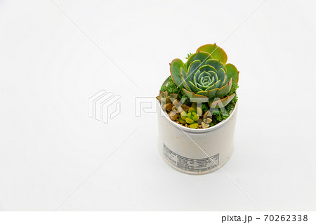 多肉植物のリメイク缶寄せ植え ハンドメイドのリメカンと七福神の写真素材 多肉植物のリメイク缶寄せ植え ハンドメイドのリメカンと七福神の写真素材