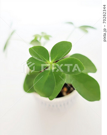 ホンコンカポック 観葉植物 ホンコンカポック 観葉植物 70262344