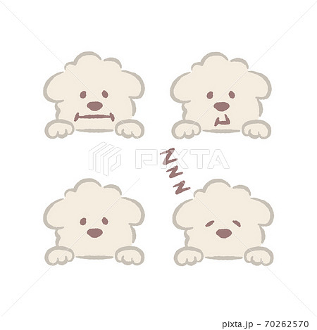 白いトイプードルのイラストのイラスト素材