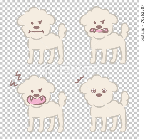 白いトイプードルのイラストのイラスト素材