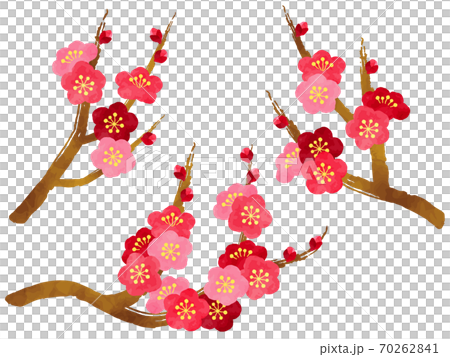 梅の水彩風イラストセット 70262841