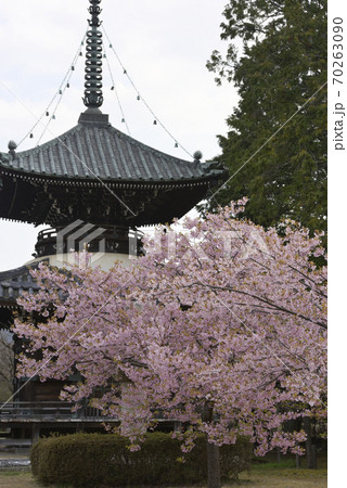 清凉寺(嵯峨釈迦堂)河津桜と多宝塔 清凉寺(嵯峨釈迦堂)河津桜と多宝塔 70263090