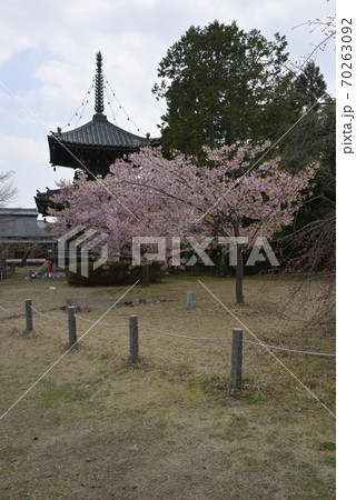 清凉寺(嵯峨釈迦堂)河津桜と多宝塔 清凉寺(嵯峨釈迦堂)河津桜と多宝塔 70263092