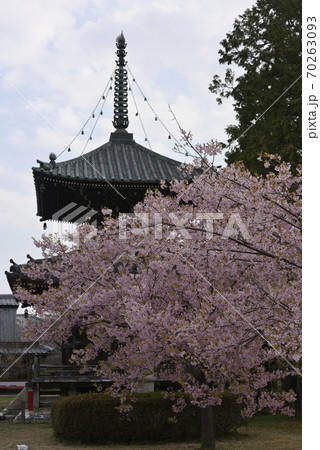 清凉寺(嵯峨釈迦堂)河津桜と多宝塔 清凉寺(嵯峨釈迦堂)河津桜と多宝塔 70263093