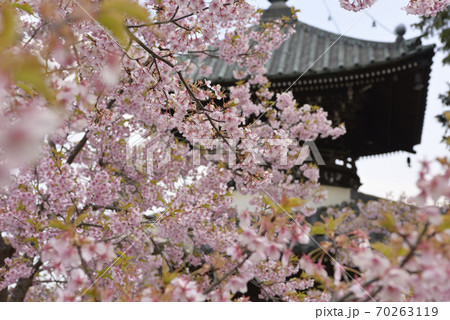 清凉寺(嵯峨釈迦堂)河津桜と多宝塔 清凉寺(嵯峨釈迦堂)河津桜と多宝塔 70263119