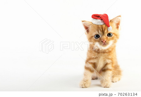 Cat baby tabby Kitten Cute Beautifu With christmas hat on white background Cat baby tabby Kitten Cute Beautifu With christmas hat on white background 70263134