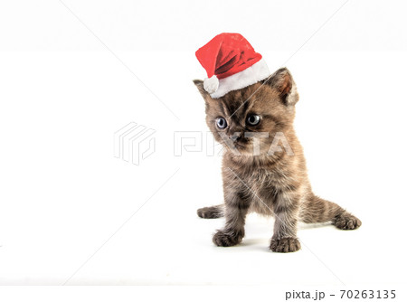 Cat baby tabby Kitten Cute Beautifu With christmas hat on white background 70263135