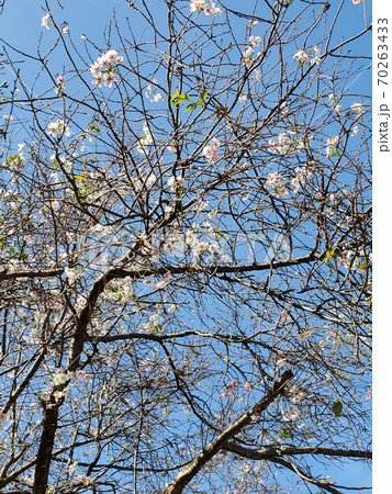 七五三【十月】桜　1 70263433