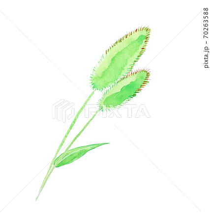 草もみじ(えのころぐさ) パステル画 N 秋〜冬の植物、葉の色に赤み