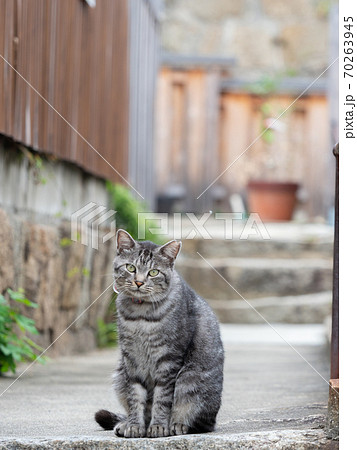 座る灰色と白色のトラ猫の写真素材